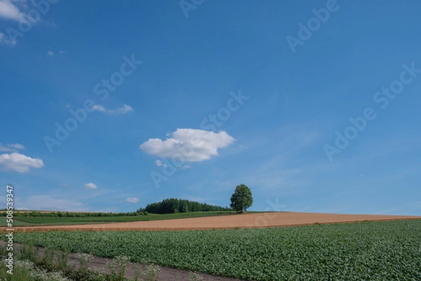Obraz 夏の丘の畑に立つシラカバの木
