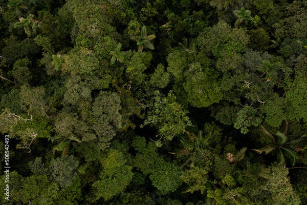 Fototapeta Gorgeous tropical forest nature background: high biodiversity is visible in the tree canopy of the Amazon rainforest, the largest forest in the world