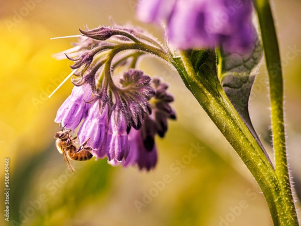 Fototapeta Bee on a Flower
