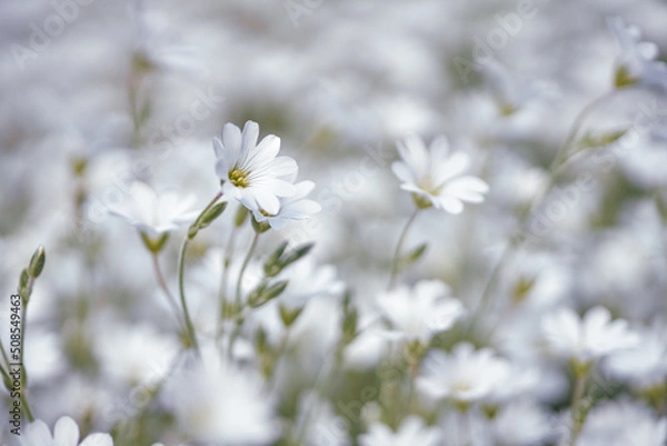 Fototapeta White Flower Macro
