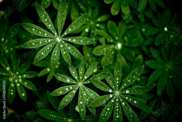 Fototapeta Green Leaf With Dew Drops