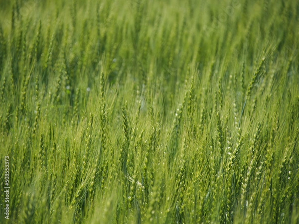 Obraz 小麦畑のクローズアップ