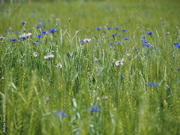 Obraz 小麦畑と花