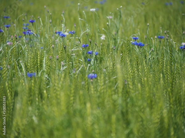 Obraz 小麦畑と花