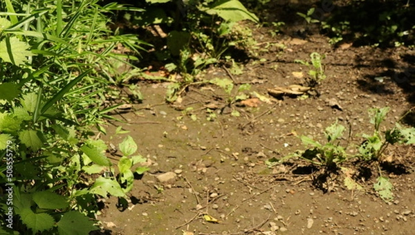 Fototapeta 自然、公園、森、水辺、夏、紫陽花
