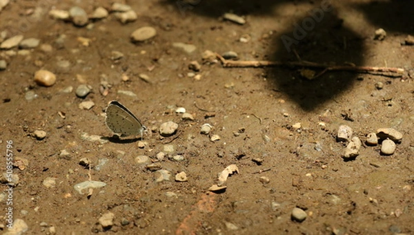 Fototapeta 自然、公園、森、水辺、夏、紫陽花