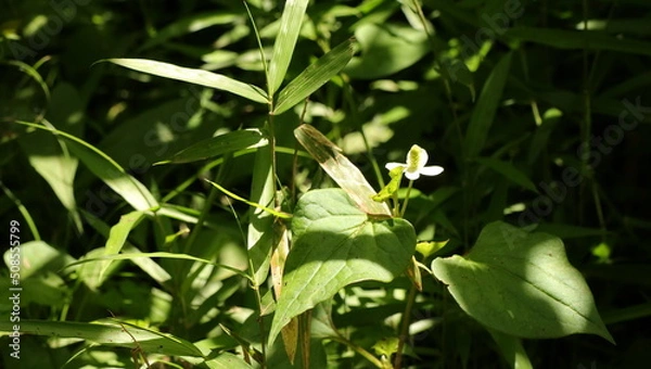 Fototapeta 自然、公園、森、水辺、夏、紫陽花