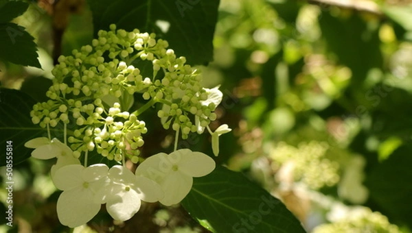 Fototapeta 自然、公園、森、水辺、夏、紫陽花