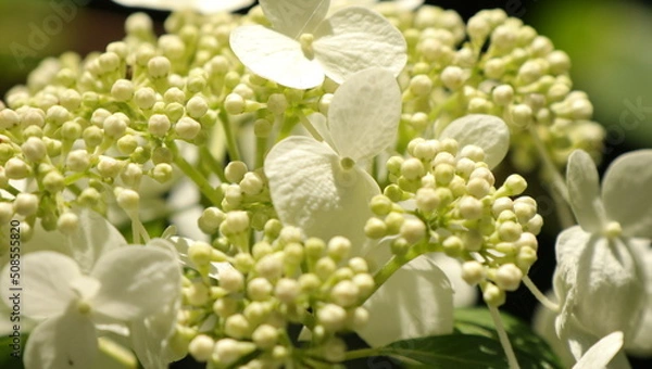 Fototapeta 自然、公園、森、水辺、夏、紫陽花