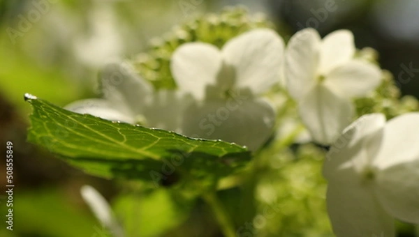 Fototapeta 自然、公園、森、水辺、夏、紫陽花