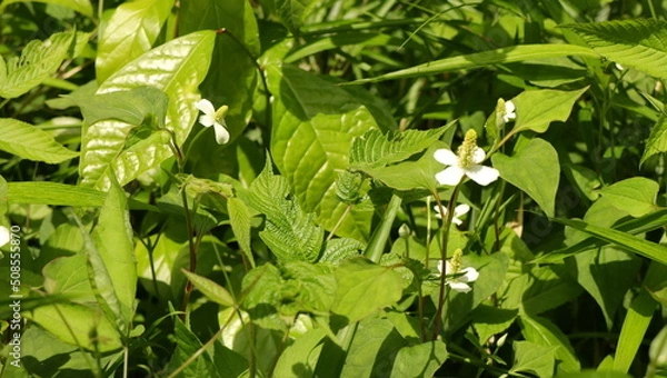 Fototapeta 自然、公園、森、水辺、夏、紫陽花