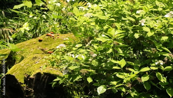 Fototapeta 森、夏、自然公園、虫