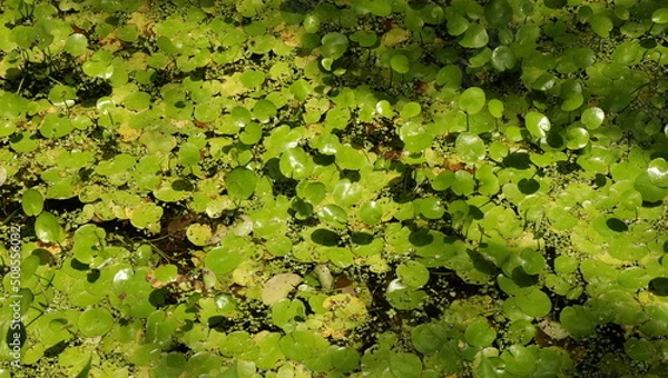 Fototapeta 森、夏、自然公園、虫