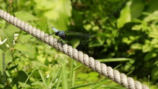 Fototapeta 森、夏、自然公園、虫