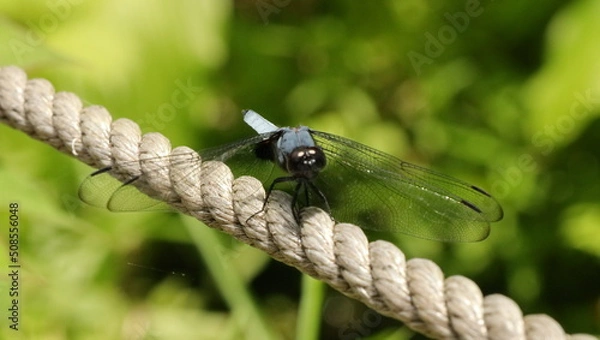 Fototapeta 森、夏、自然公園、虫