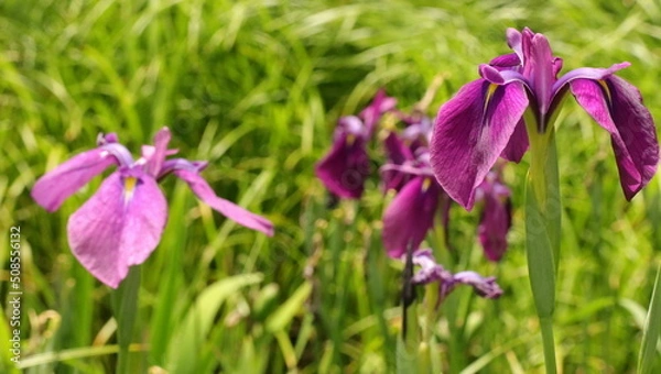 Fototapeta 森、夏、自然公園、虫