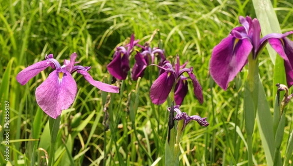 Fototapeta 森、夏、自然公園、虫