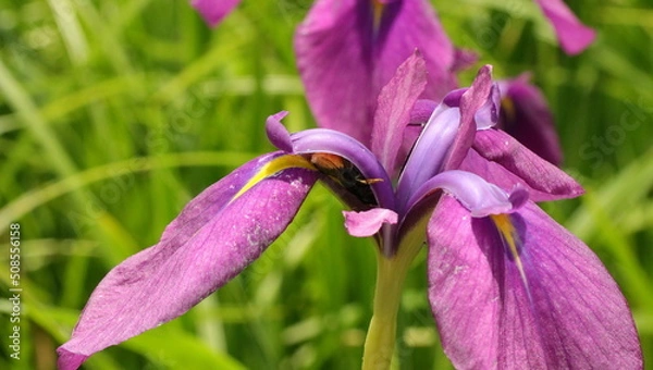 Fototapeta 森、夏、自然公園、虫