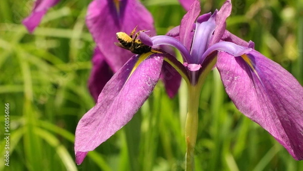 Fototapeta 森、夏、自然公園、虫