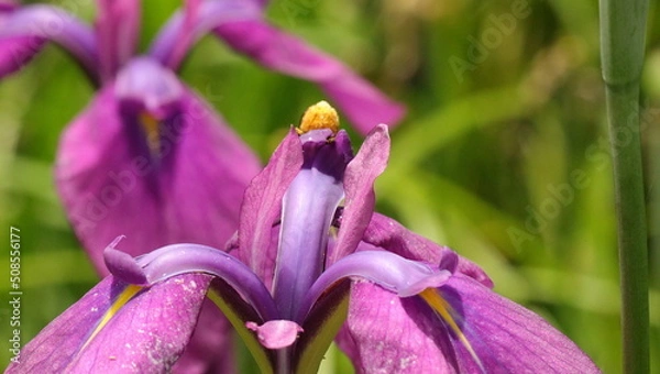 Fototapeta 森、夏、自然公園、虫