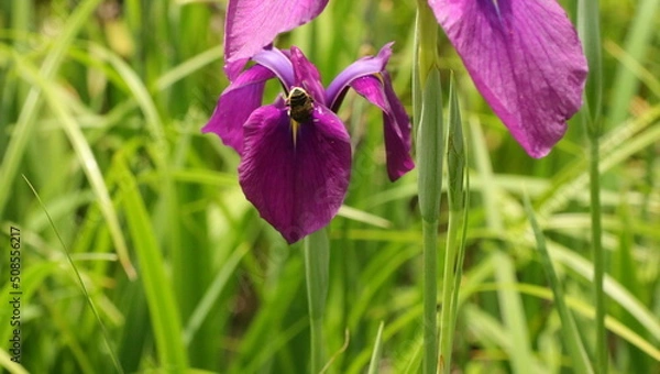 Fototapeta 森、夏、自然公園、虫