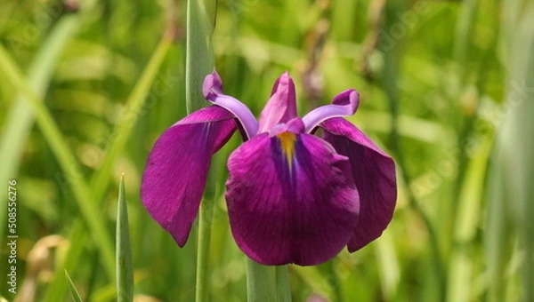 Fototapeta 森、夏、自然公園、虫