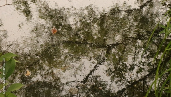 Fototapeta 森、夏、自然公園、虫