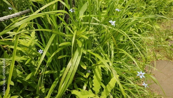 Fototapeta 森、夏、自然公園、虫