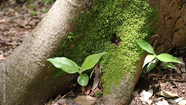 Fototapeta 森、夏、自然公園、虫