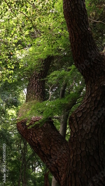 Fototapeta 自然、公園、森、水辺、夏、紫陽花