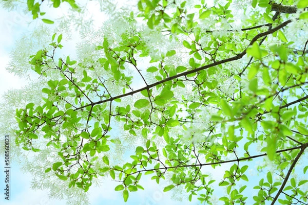 Obraz 흰색 꽃이 핀 나무