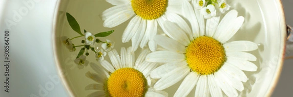 Fototapeta Composition of beautiful white chamomile flowers on the water surface. Close-up. Banner