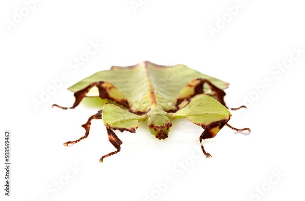 Fototapeta  stick insect in studio