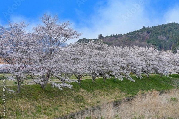 Obraz 川沿いの満開の桜並木の情景＠奈良