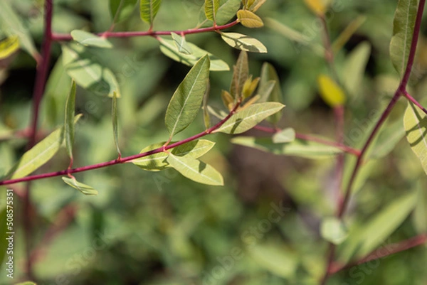 Obraz ラフマ（羅布麻、Apocynum venetum）の葉。　中国でお茶の原料として葉が使われる。撮影は日本、東京、5月	
