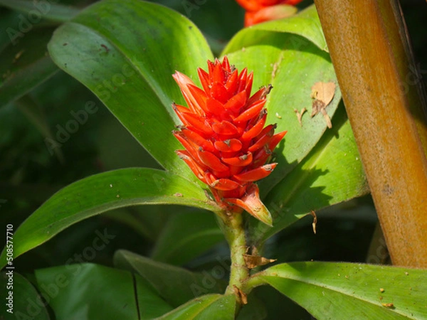 Obraz Costus woodsonii (Red Button Ginger) with exotic torpedo-shaped blooms