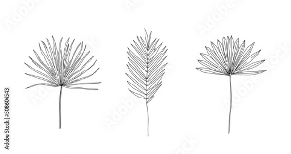 Fototapeta Dried Sun Fan Palms. Dry tropical leaves set. Sketch style. Hand drawn linear vector illustrations. Bohemian modern dry leaf line illustrations.