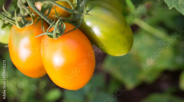Obraz Farm of tasty yellow tomatoes on the bushes