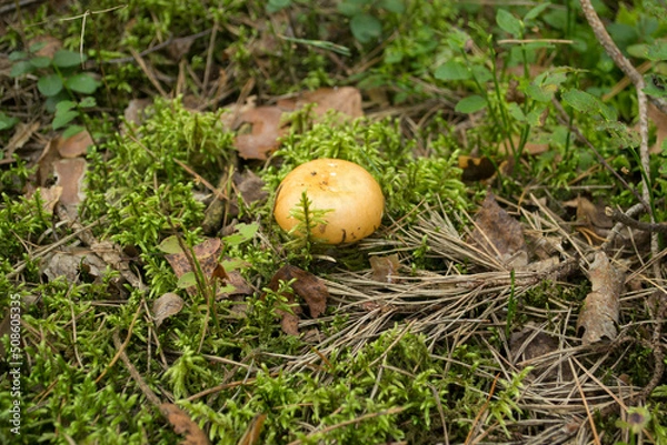 Obraz Red Russula  Mushroom