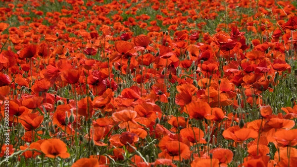 Obraz Campos de amapolas