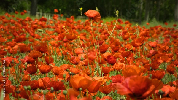 Obraz Campos de amapolas