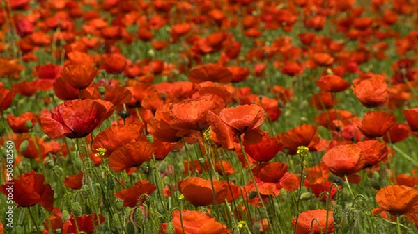 Obraz Campos de amapolas