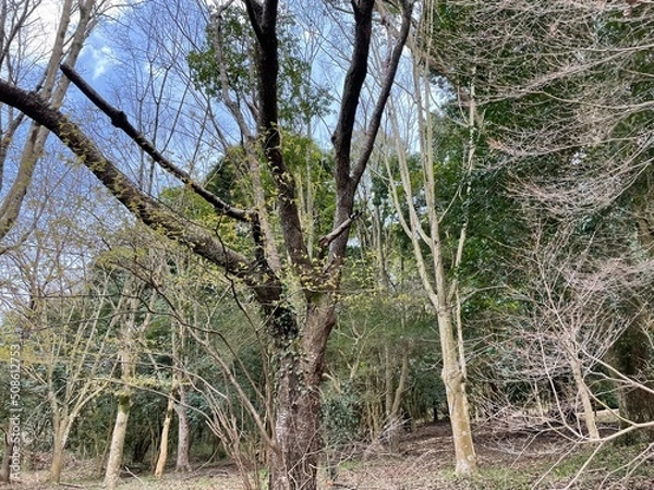 Fototapeta 田舎の風景