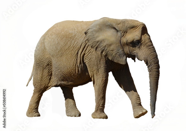 Fototapeta elephant on white background