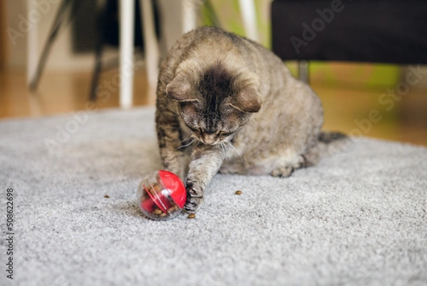 Obraz Active mature cat is playing at home with special ball dispenser with kibble inside that slowly drops out when cat pushes it. Playful kitty having fun with slow feeder toy full of food inside.