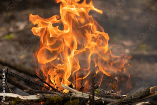 Obraz Bonfire flame. Fire