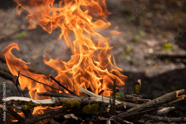 Obraz Bonfire flame. Fire