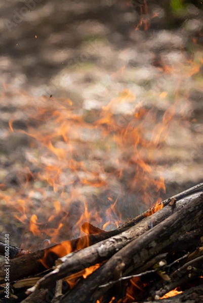 Obraz Flame of fire. burning tree branches