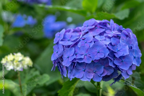 Obraz 紫陽花と梅雨