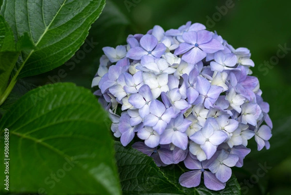 Obraz 紫陽花と梅雨